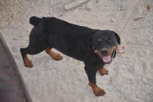 Rocky el perro que mato a una niña en Santa Rosa muere envenenado